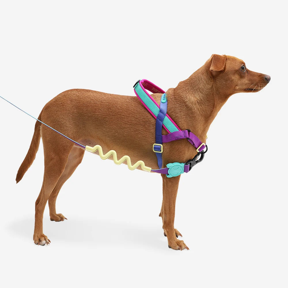 No Pull Dog Harness with Front and Back D-Rings, Adjustable Soft Walk Control Handle in Small, Medium, and Large