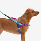 No Pull Dog Harness with Front and Back D-Rings, Adjustable Soft Walk Control Handle in Small, Medium, and Large