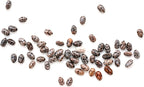 Organic Black Chia Seeds