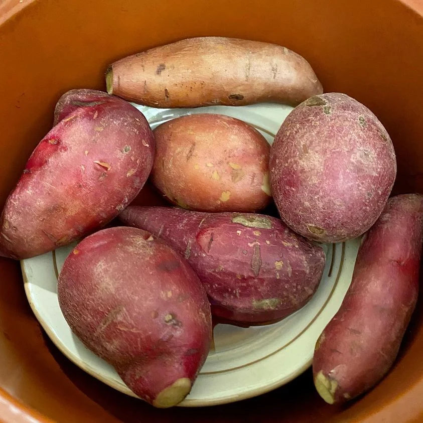 Organic Clay Rice Cooker and Slow Cooker