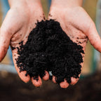Organic Compost and Biochar Soil Mix