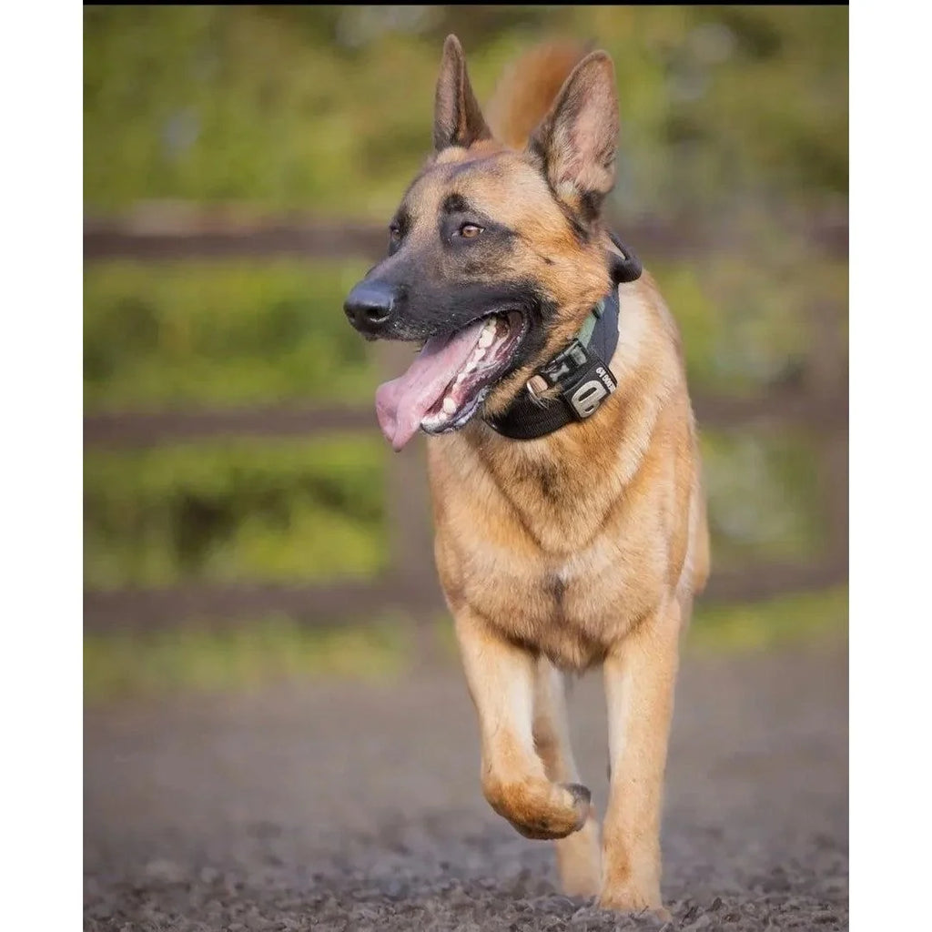 Padded Large Dog Collar in Black