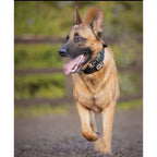 Padded Large Dog Collar in Black