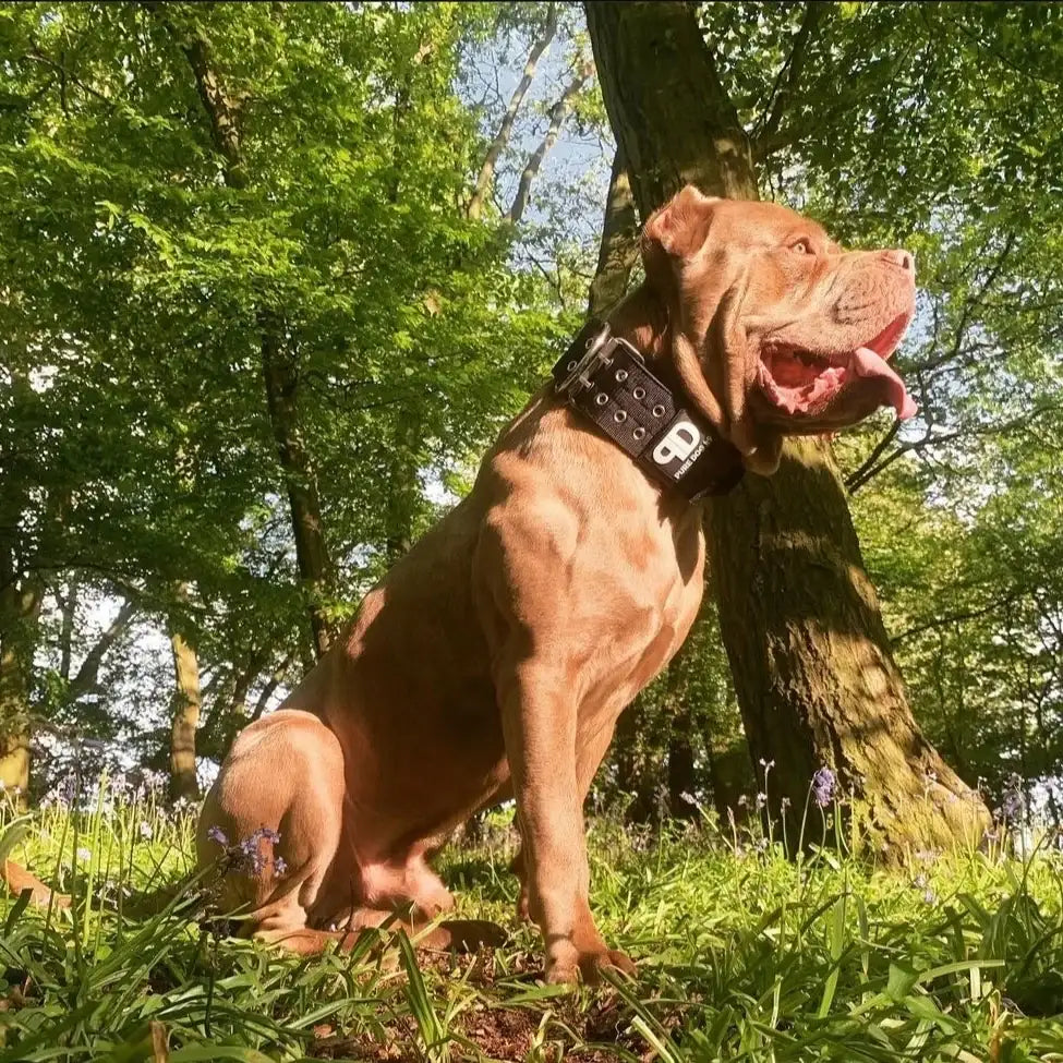 Padded Large Dog Collar in Black