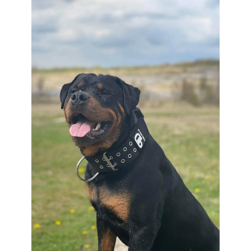 Padded Large Dog Collar in Black