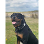 Padded Large Dog Collar in Black