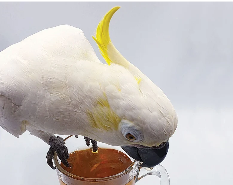 Parrot Tea Bundle Pack