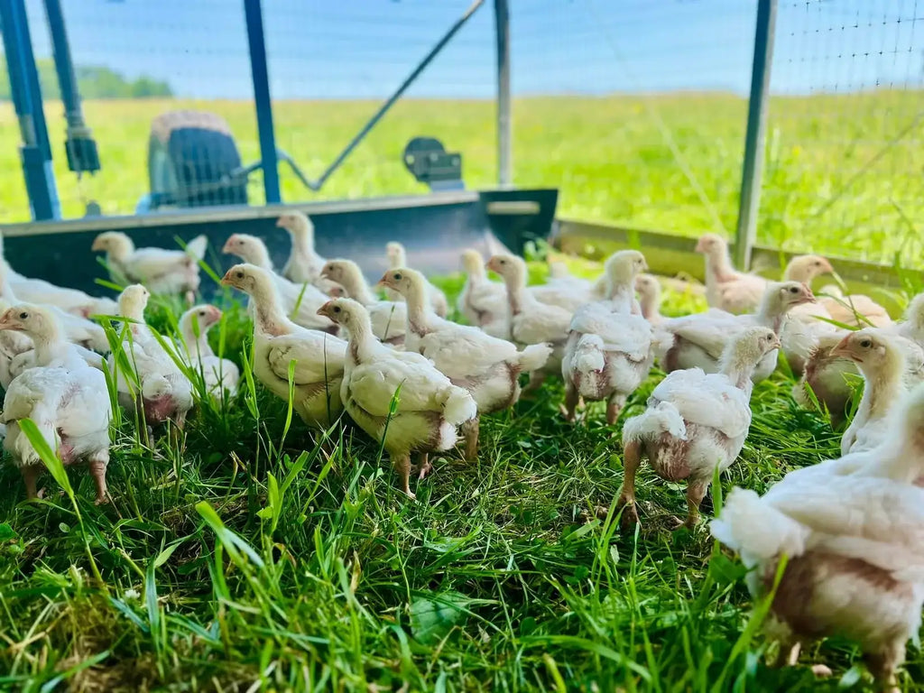 Pasture-Raised Chicken Bulk Box with Vacuum-Sealed Breasts, Thighs, Drumsticks, Wings and Tenders