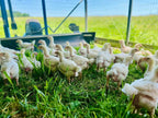 Pasture-Raised Chicken Bulk Box with Vacuum-Sealed Breasts, Thighs, Drumsticks, Wings and Tenders