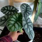 Peat-Free All-Purpose Potting Mix with Ancient Soil, Mushroom Compost and Sustainable PittMoss for Indoor and Outdoor Grow