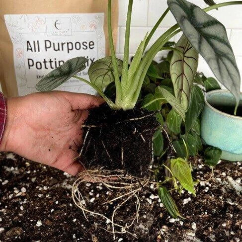 Peat-Free All-Purpose Potting Mix with Ancient Soil, Mushroom Compost and Sustainable PittMoss for Indoor and Outdoor Grow