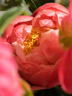 Peony Blush Room Fragrance with Floral Peony, Blackcurrant, and Pink Vetiver Notes for a Light, Whimsical Home Scent