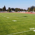 Perennial Ryegrass Seed