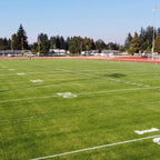 Perennial Ryegrass Seed