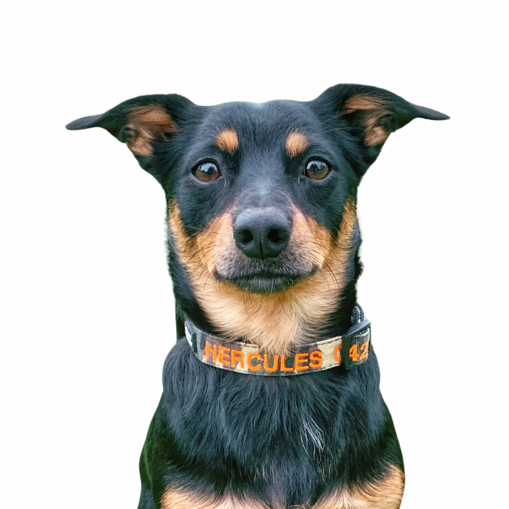 Personalized Dog Collars and Leads in Camouflage Style