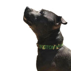 Personalized Dog Collars and Leads in Camouflage Style