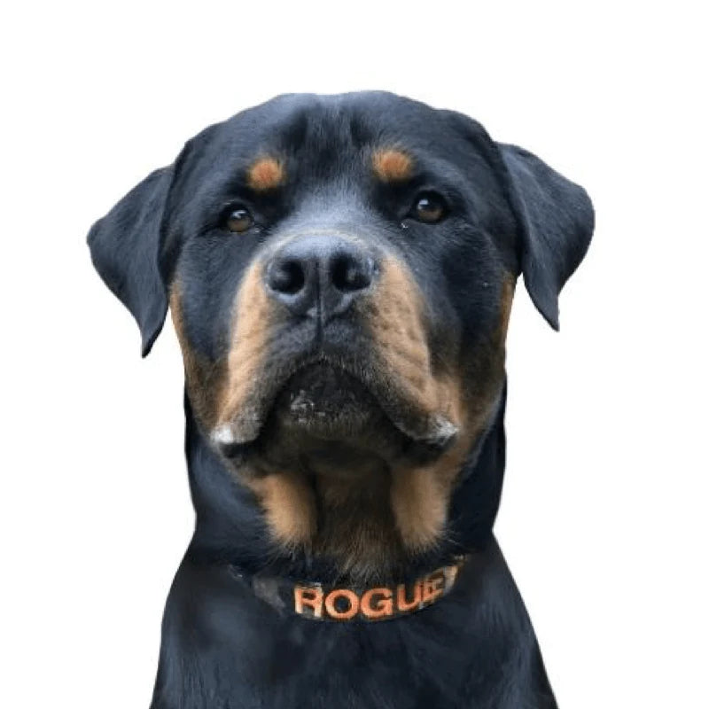 Personalized Dog Collars and Leads in Camouflage Style