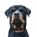 Personalized Dog Collars and Leads in Camouflage Style