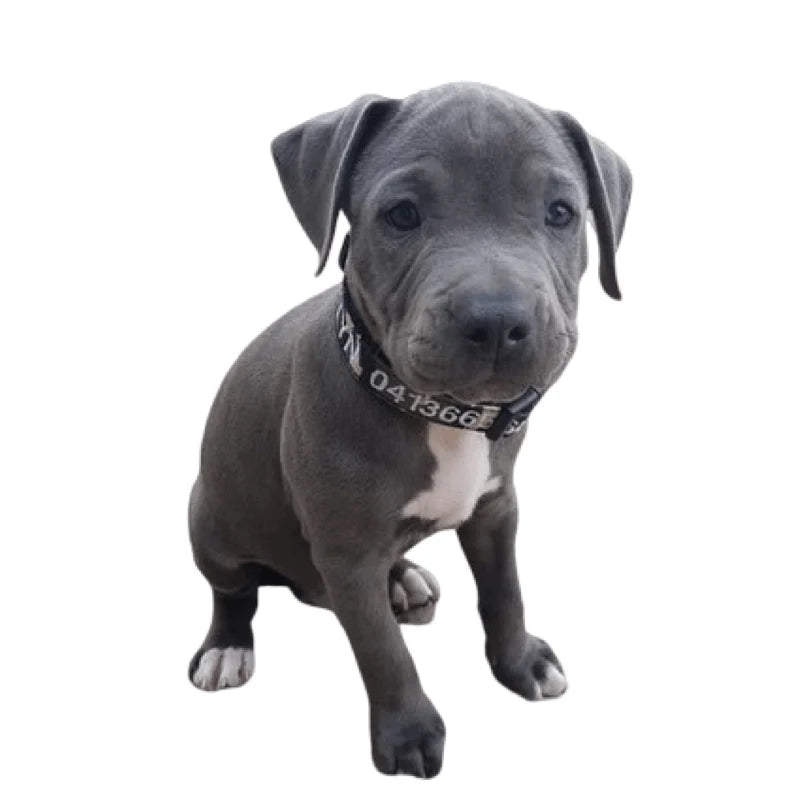 Personalized Dog Collars and Leads in Camouflage Style