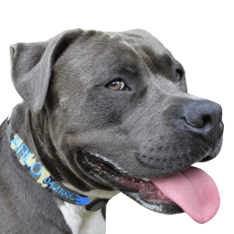 Personalized Dog Collars and Leads in Camouflage Style