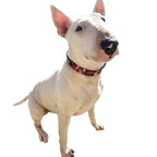 Personalized Dog Collars and Leads in Camouflage Style