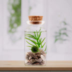 Personalized Marimo Moss Ball Terrarium with Custom Filler Color, Ball Count, and Gemstone Topper