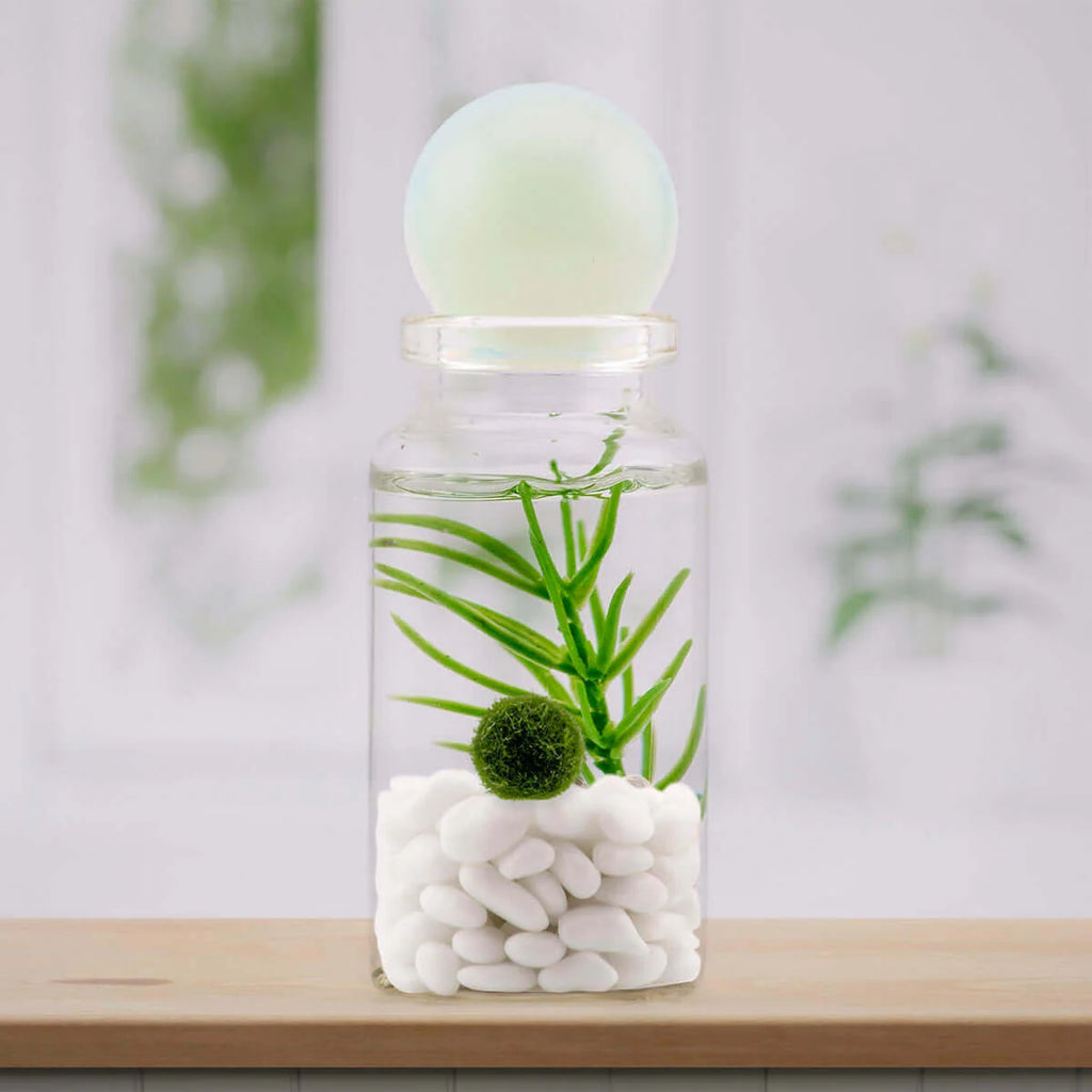Personalized Marimo Moss Ball Terrarium with Custom Filler Color, Ball Count, and Gemstone Topper