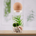 Personalized Marimo Moss Ball Terrarium with Custom Filler Color, Ball Count, and Gemstone Topper