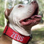 Personalized Red Dog Collar with a 2-Inch Wide Design and Emergency Handle for Strong Pulling Dogs
