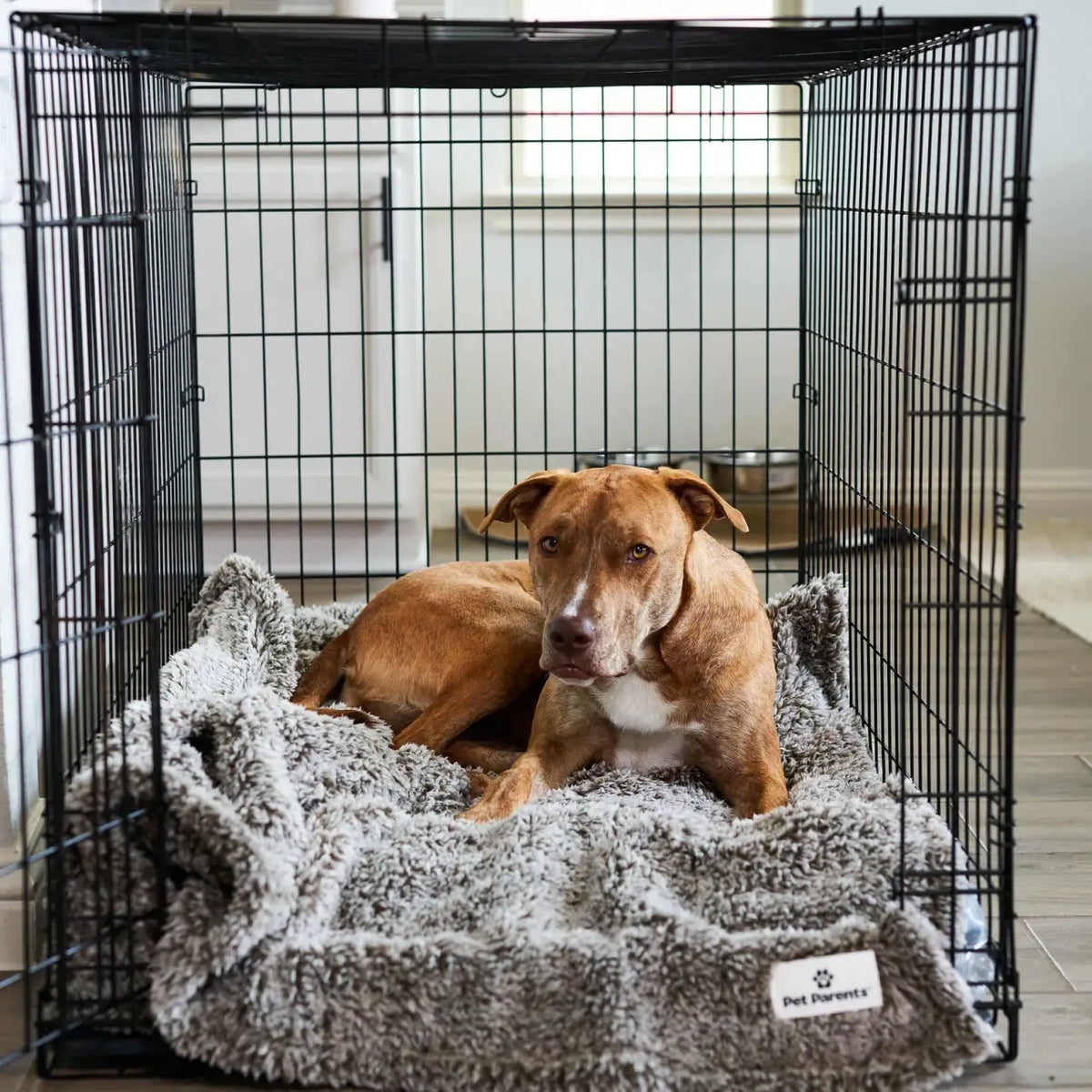 Pet Blanket