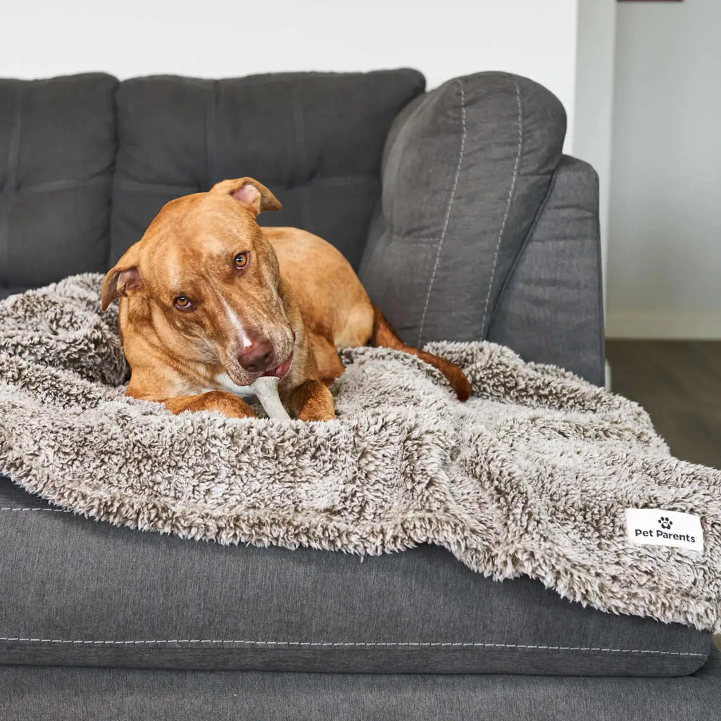 Pet Blanket