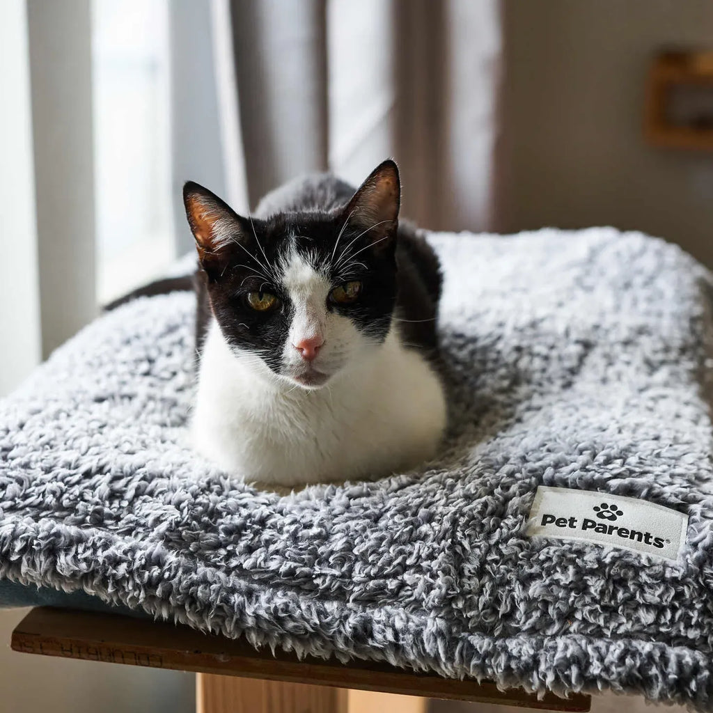 Pet Blanket