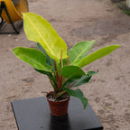 Philodendron 'Moonlight' Indoor Plant, 4"