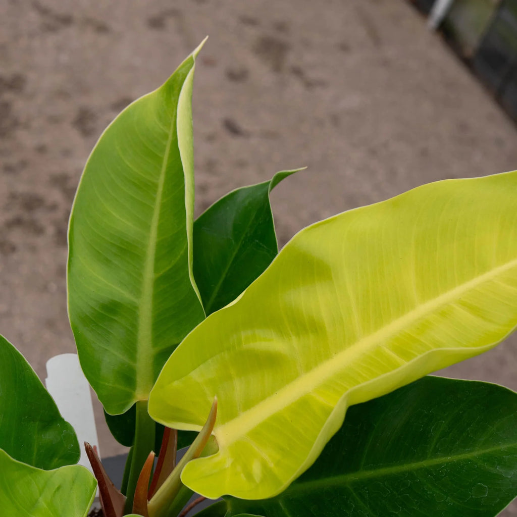 Philodendron 'Moonlight' Indoor Plant