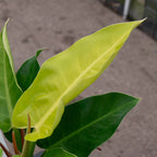 Philodendron 'Moonlight' Indoor Plant