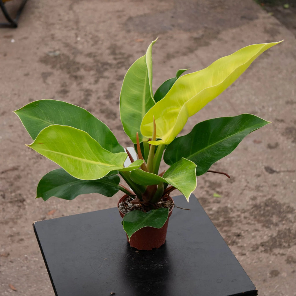 Philodendron 'Moonlight' Indoor Plant