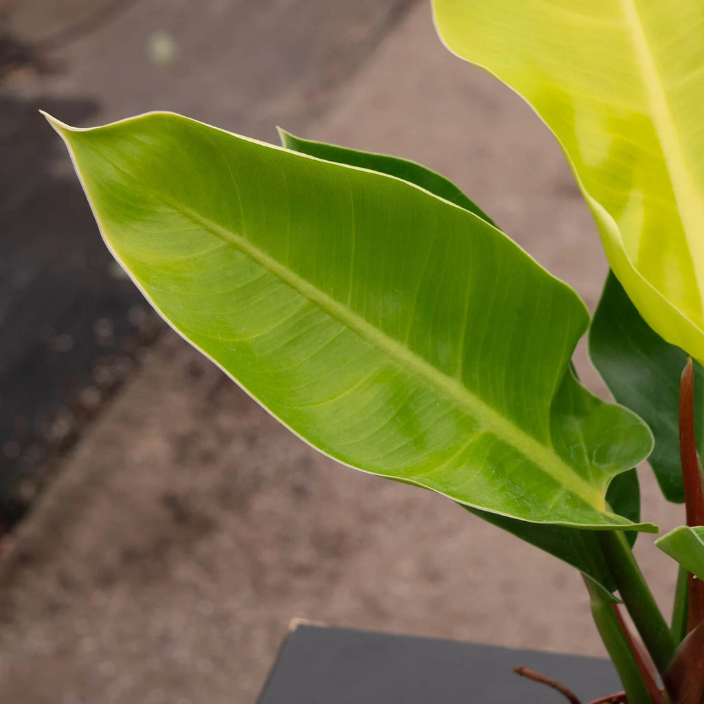 Philodendron 'Moonlight' Indoor Plant