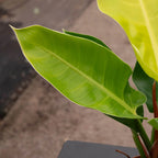 Philodendron 'Moonlight' Indoor Plant