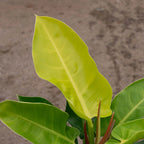 Philodendron 'Moonlight' Indoor Plant