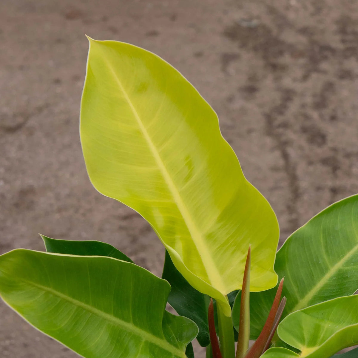 Philodendron 'Moonlight' Indoor Plant