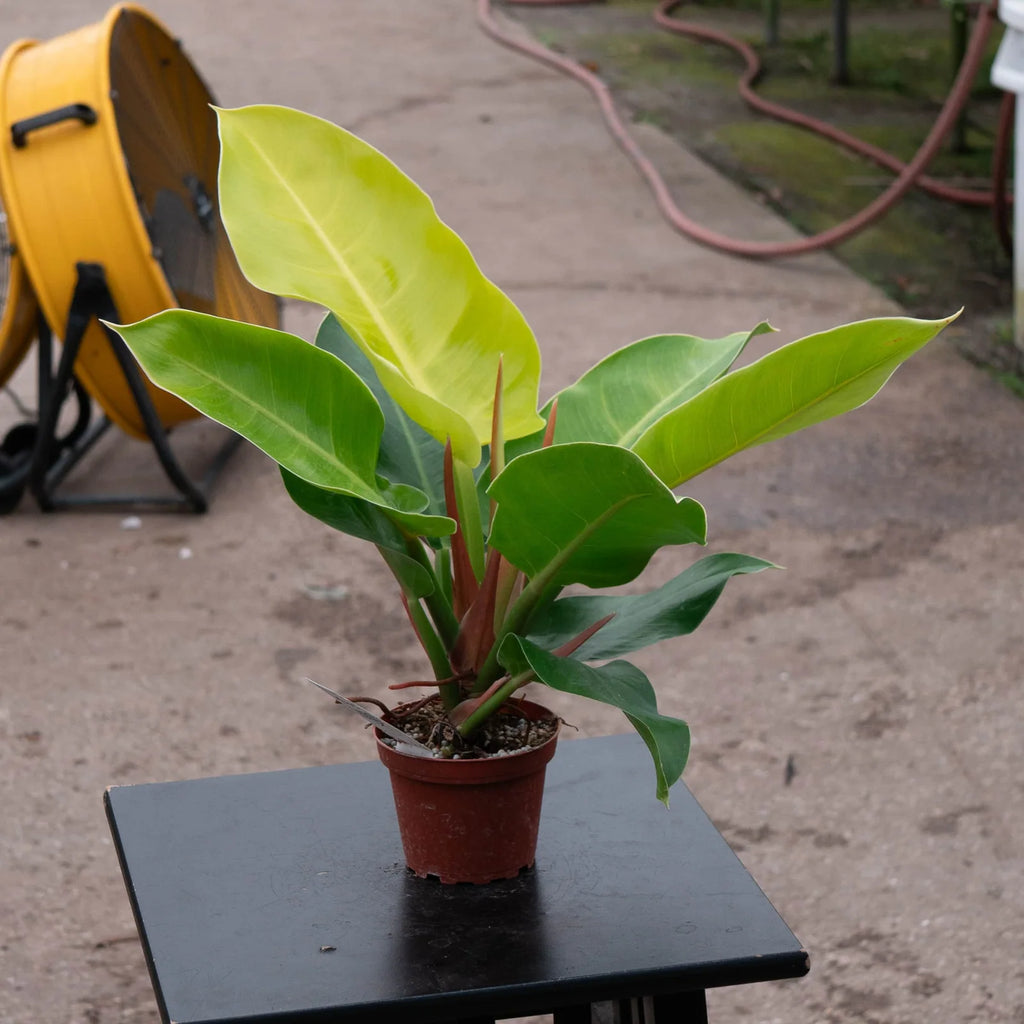 Philodendron 'Moonlight' Indoor Plant