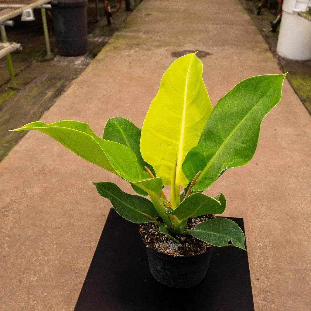 Philodendron 'Moonlight' Indoor Plant