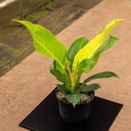 Philodendron 'Moonlight' Indoor Plant