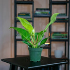 Philodendron 'Moonlight' Indoor Plant