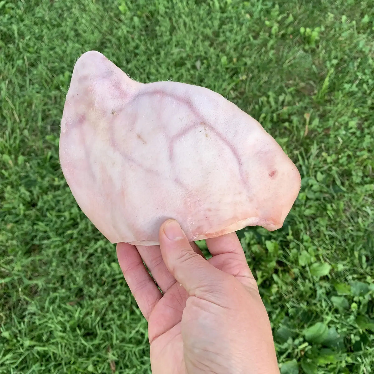 Pig Ears for Dogs, Raw Whole Pork Ears 10 Pack for Chewing Enrichment and Rotational Feeding