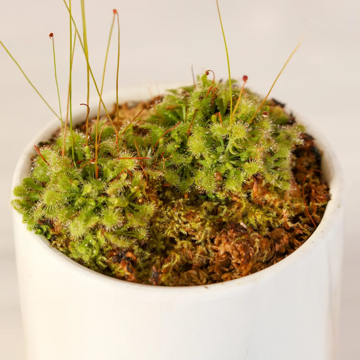 Pink Sundew Live Plant, Daphne 4.5" Ceramic