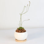 Pink Sundew Live Plant