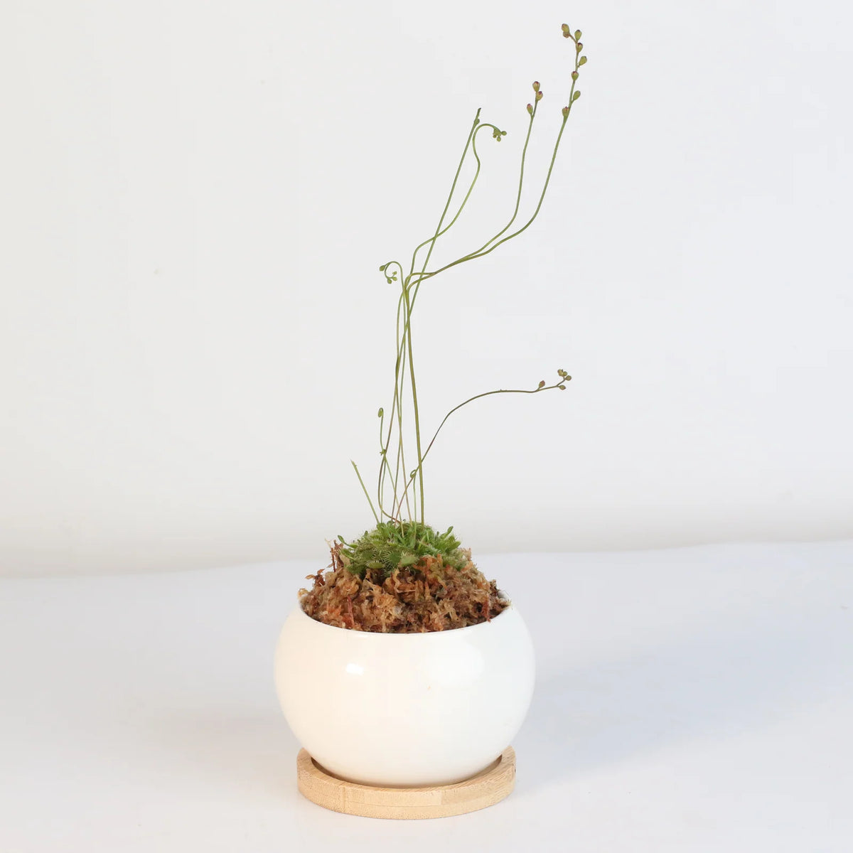 Pink Sundew Live Plant