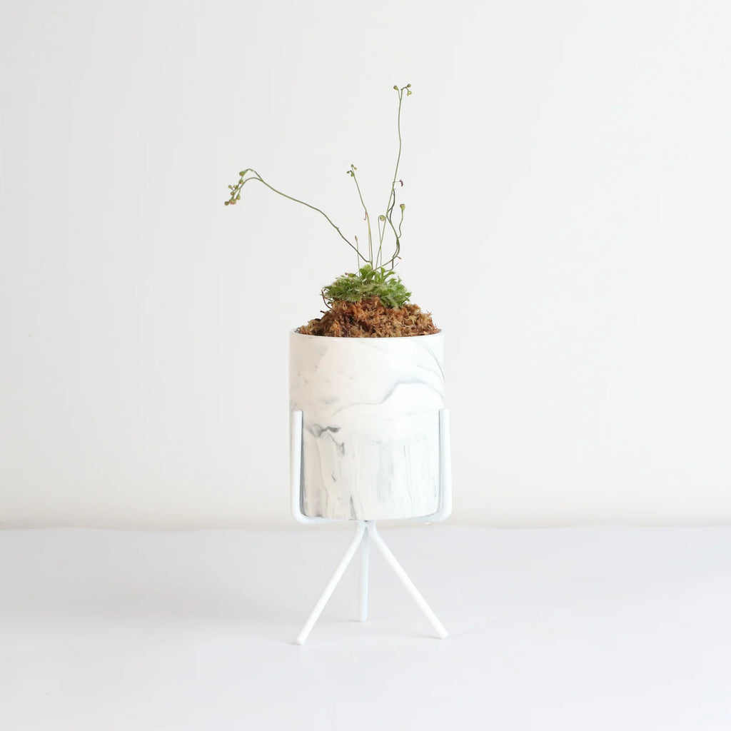 Pink Sundew Live Plant