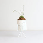 Pink Sundew Live Plant
